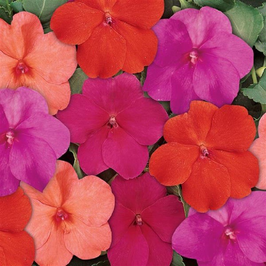 Impatiens Seeds 50 Dazzler Voodoo Too Mix Seeds