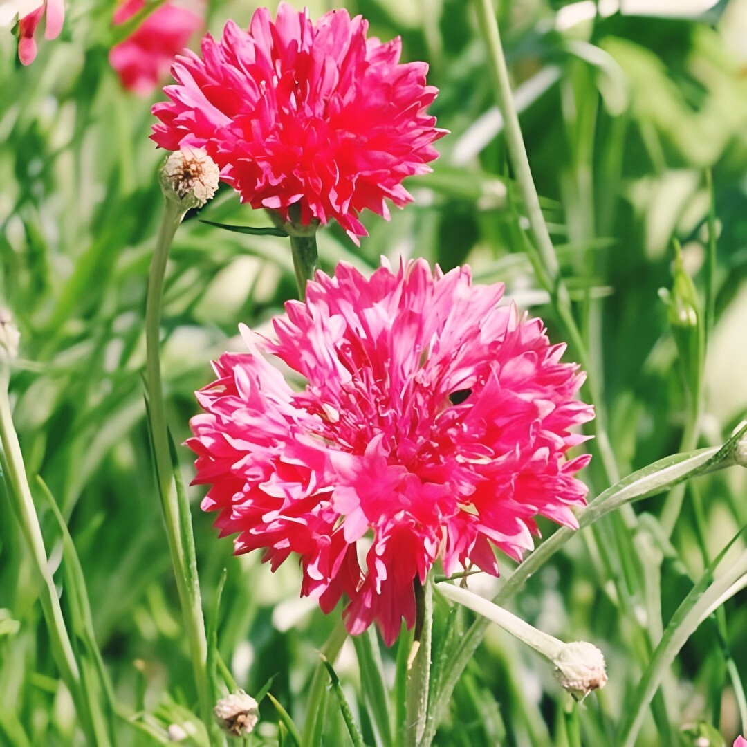 Cornflower Bachelor Button Tall Red Heirloom Flower Sun/Shade Non-GMO 500 Seeds