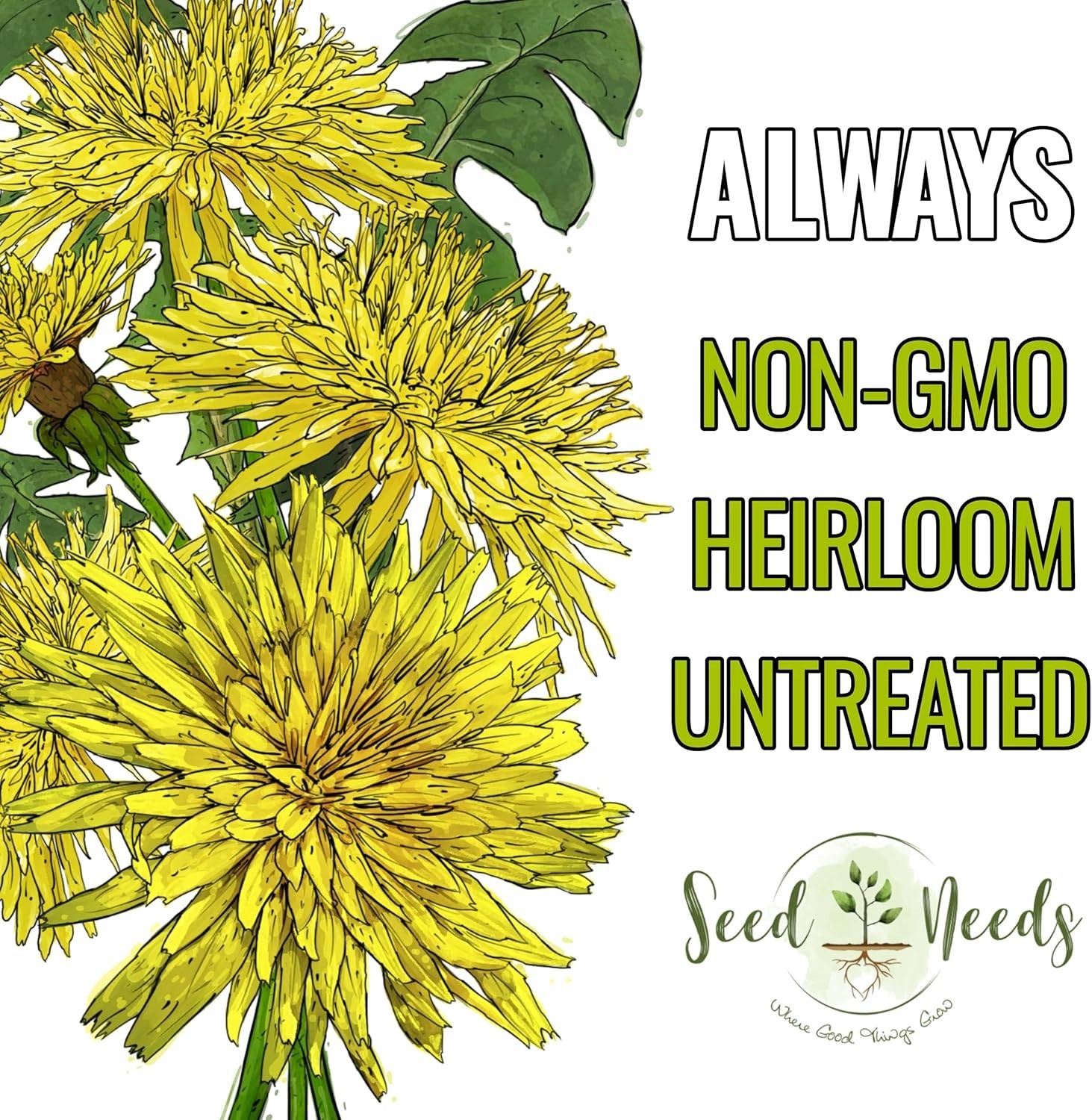 30,000+ Common Dandelion Herb Seeds for Planting – Non-GMO, Heirloom & Untrea…