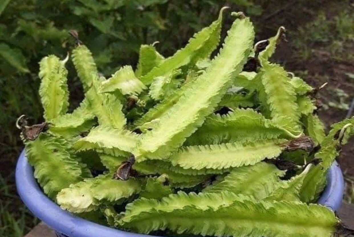 15+ SEEDS WINGED BEAN SEEDS, DRAGON BEAN, ĐẬU RỒNG SIGARILYAS Free Ship US