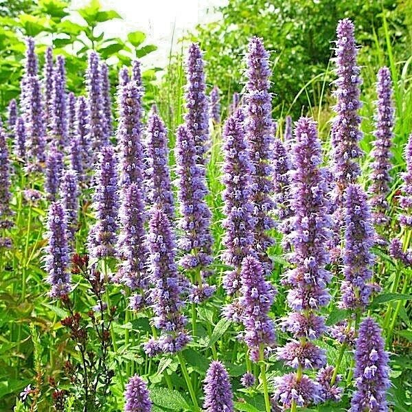 100+Purple GIANT HYSSOP Seeds Native Wildflower Drought Heat Cold Pollinators