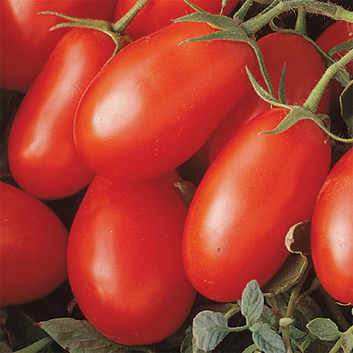 50 Roma Tomato Seeds | Heirloom Slice,Paste| Non-GMO | Free Shipping & Tracking