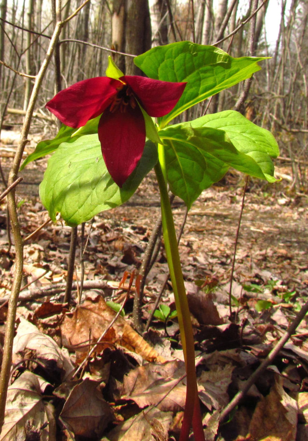 5 Red Trillium Bulbs – Wildflower Roots for Garden – No Ship to AK, HI, PR