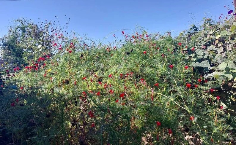 Rare Red Cypress Vine 40+ Seeds, Cardinal Creeper (Ipomoea quamoclit) Organic