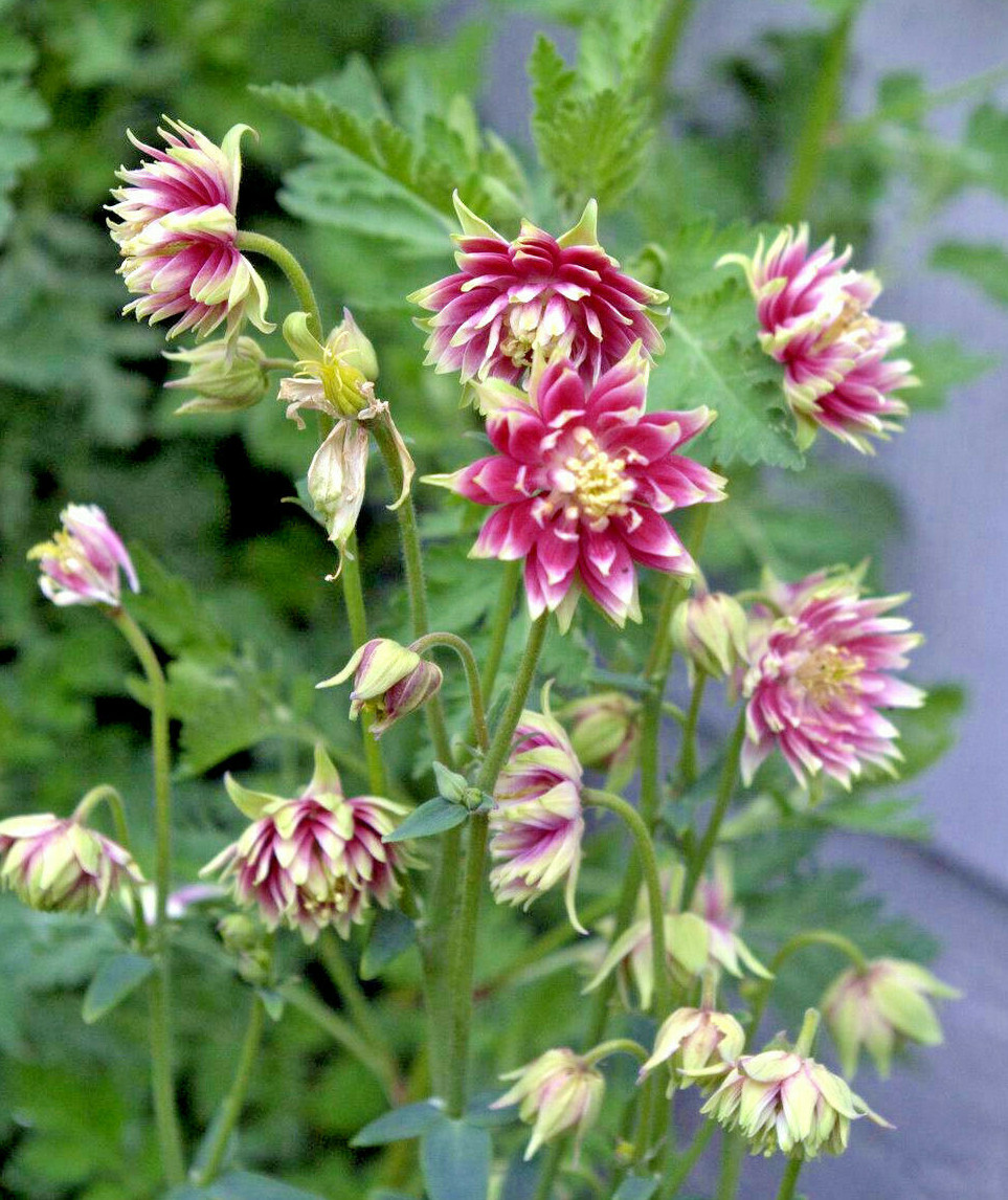 125 Columbine Nora Barlow Perennial Seeds of The Brooklyn Botanical Garden Club!