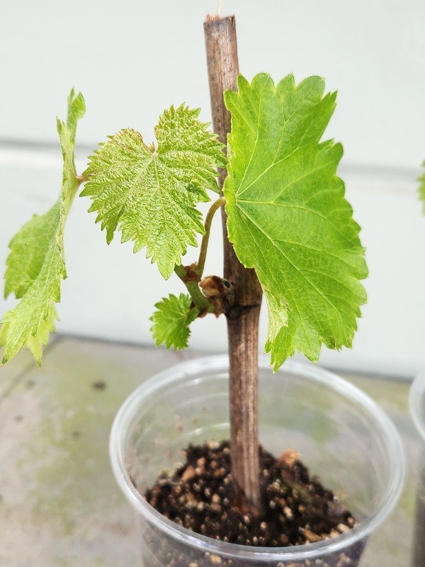 Healthy 2 Live Plant of JAPANESE KYOHO GRAPE Vine Strong Stem & Roots 巨峰葡萄