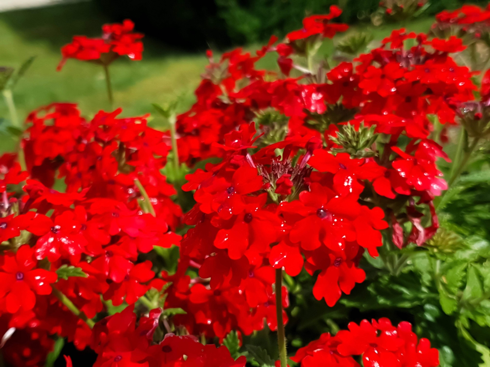 50 SCARLET VERBENA Red Nana Compacta Fragrant Flower Seeds *Combined Shipping