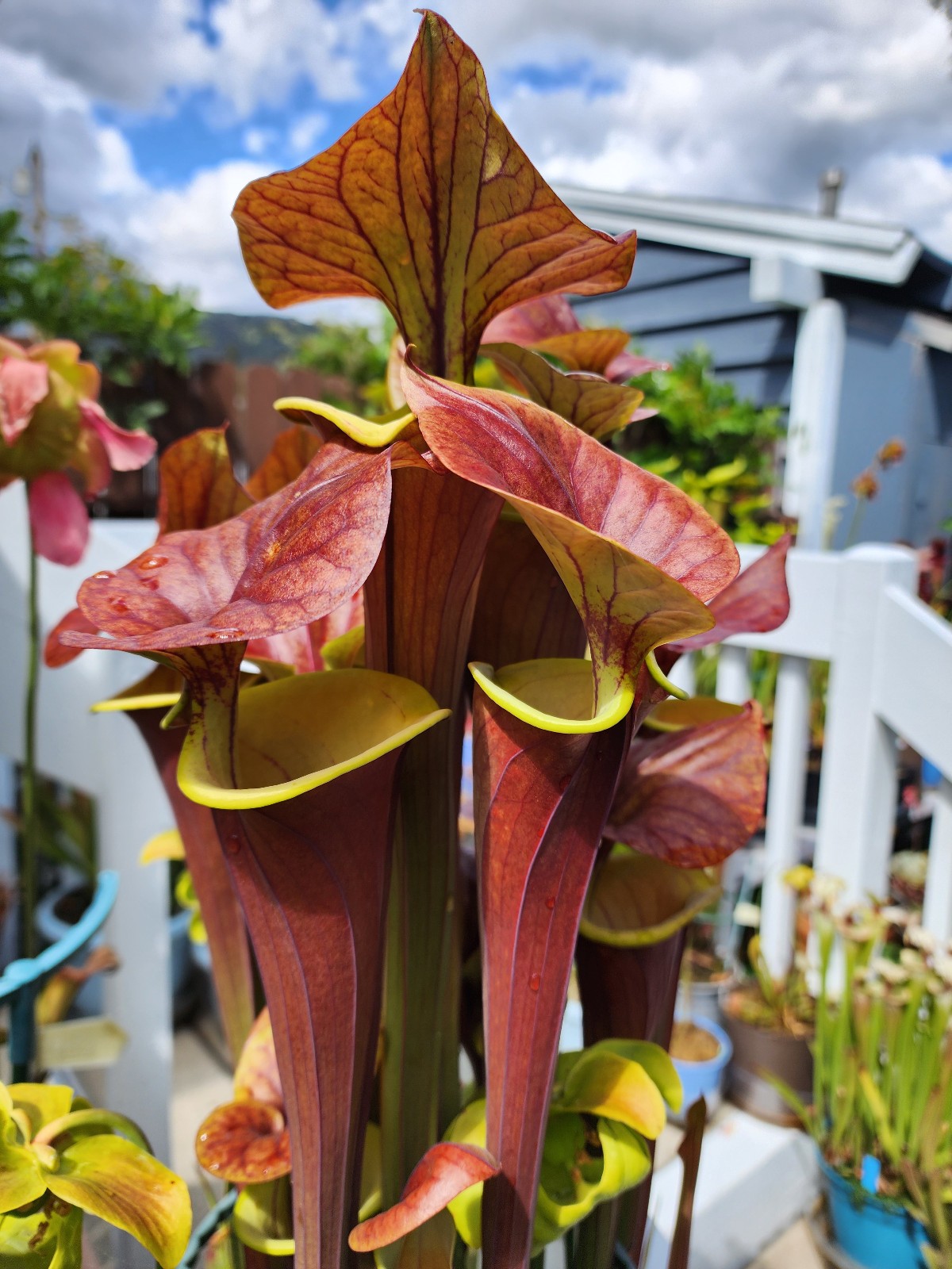 2025 SARRACENIA SEEDS: FLAVA WACCAMAW X KING COBRA [CARNIVOROUS PLANT SEED]