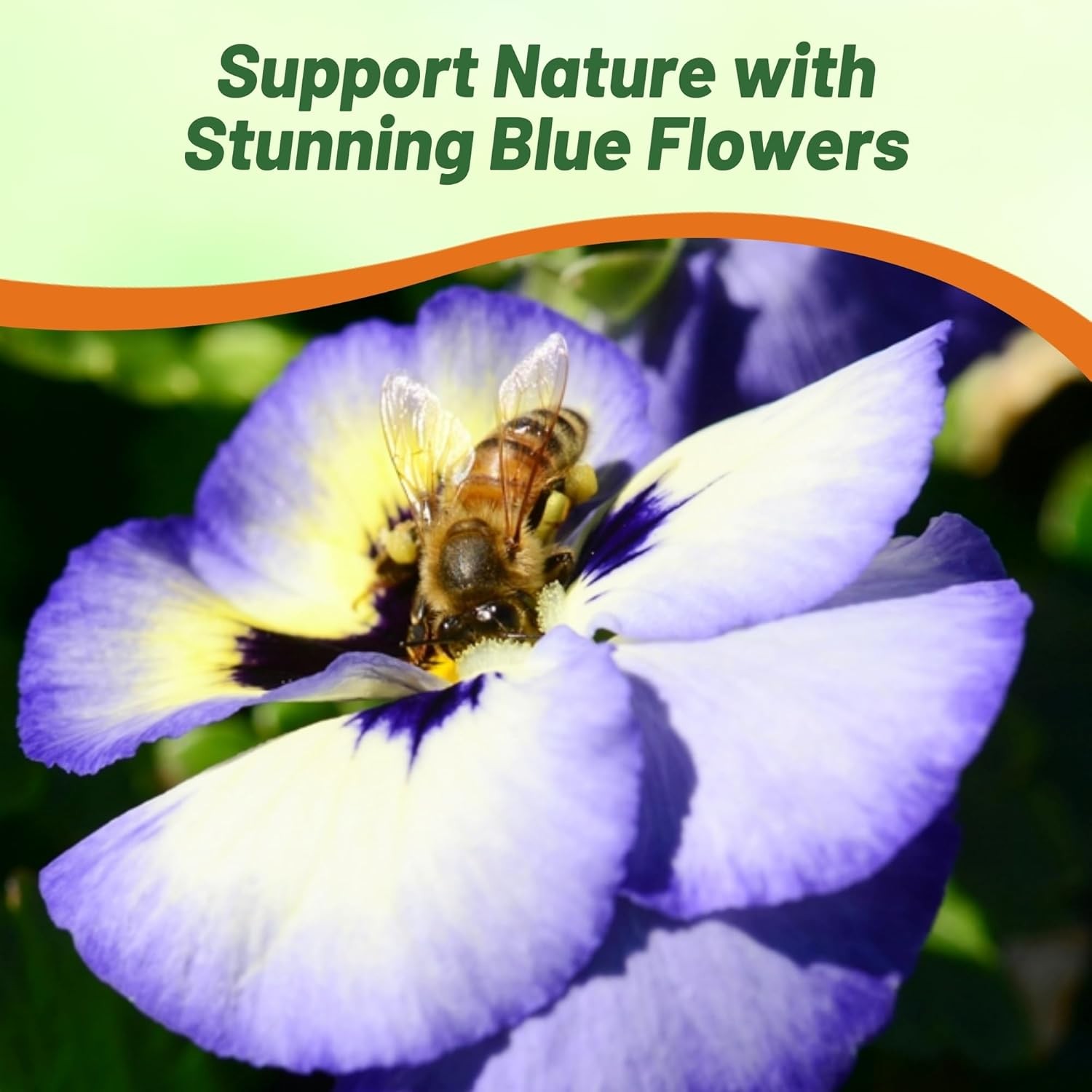 50 Seeds Pansy Blueberry Thrill Seeds – Cool Climate Flowers Seed