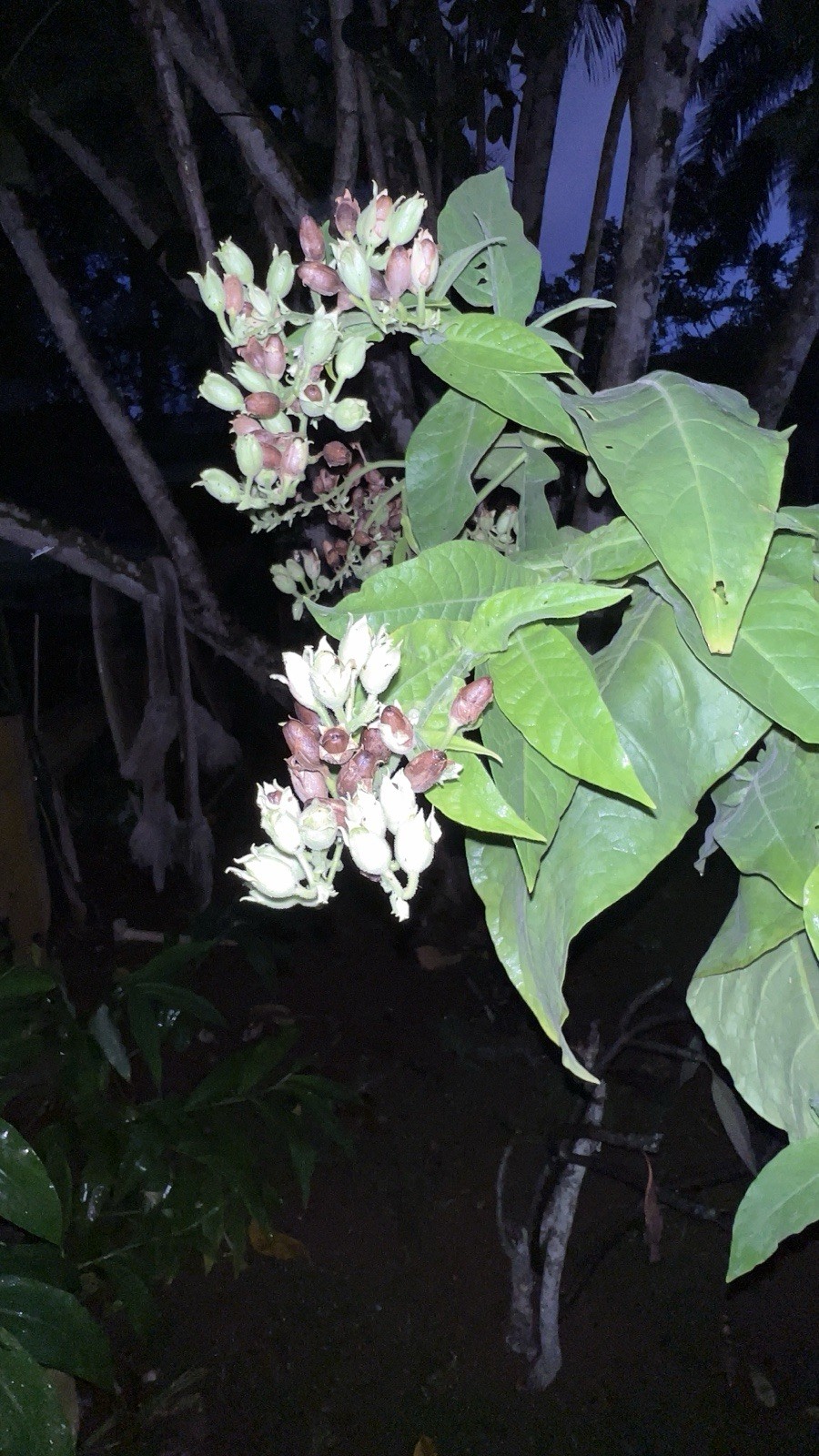 🌿 Giant Mature Tobacco Plant – 8 Feet Tall – Healthy & Seed Producing