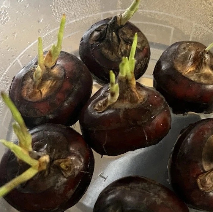 5pcs Live Water Chestnut Bulbs Eleocharis Dulcis Ready to Plant