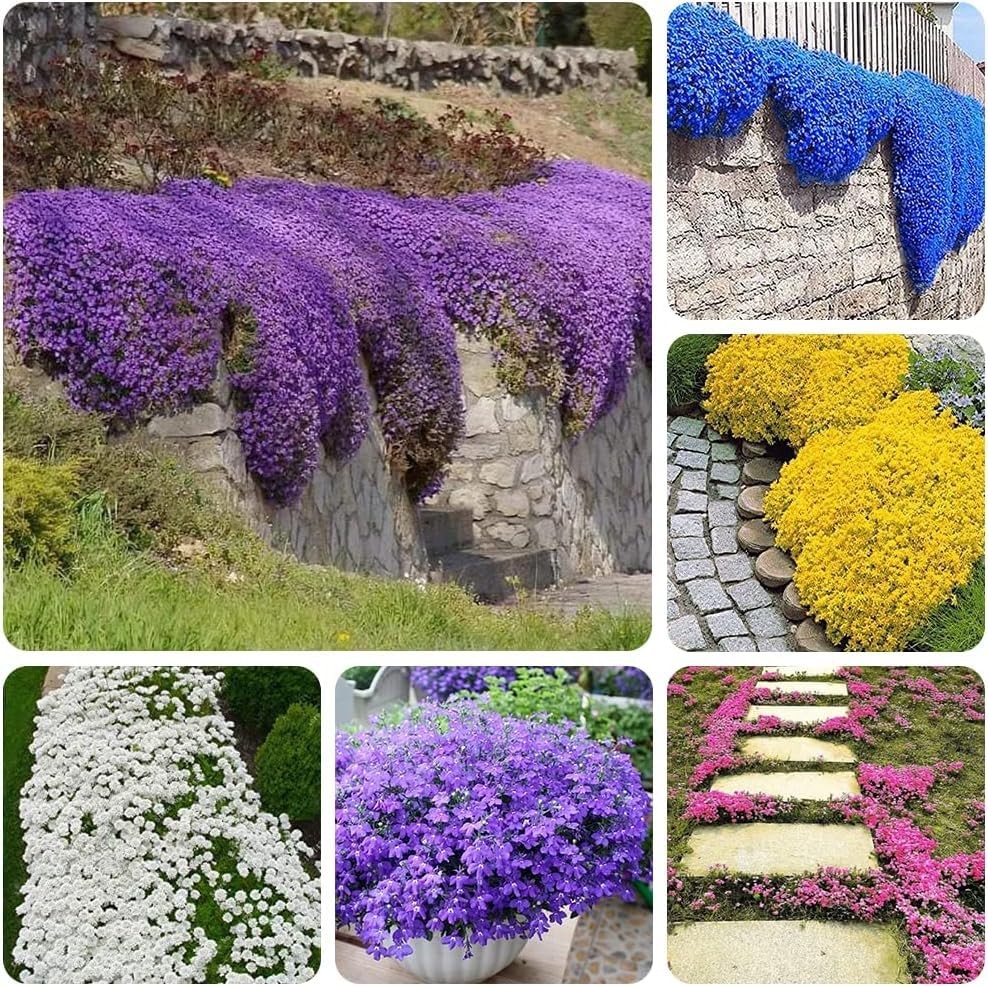 10000+ Mix Creeping Thyme Seeds Wild Creeping Thyme Seeds for Planting