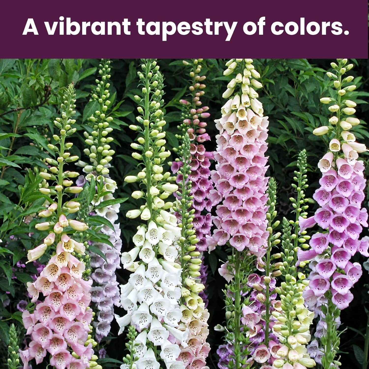 Mixed Colors Foxglove Seeds (200,000+) – 0.35 Oz Bulk Pack for Home Gardening, T