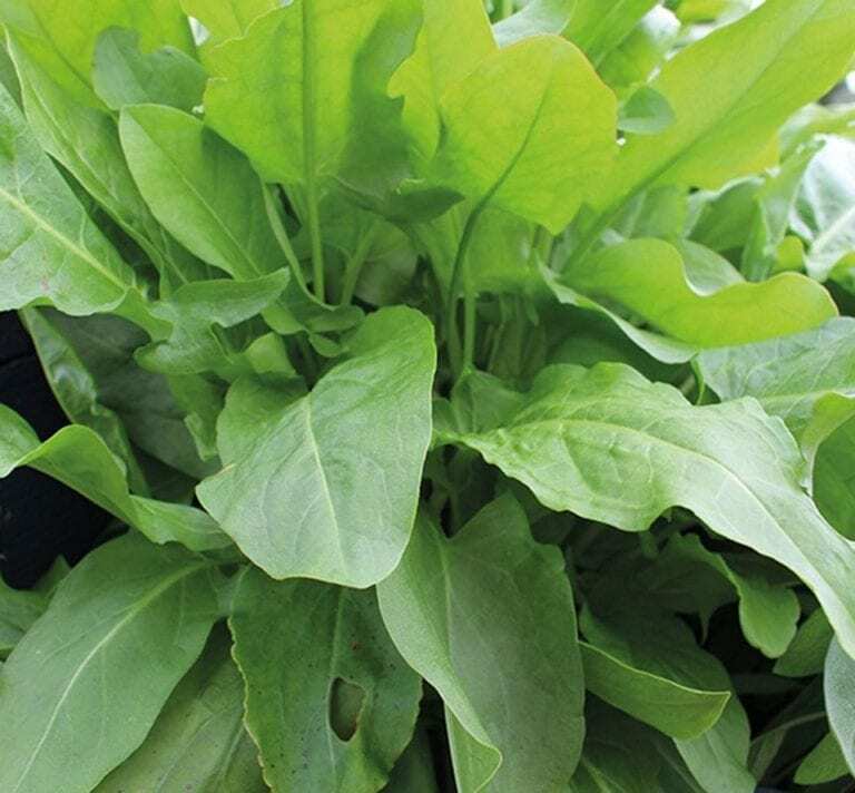 sorrel, LARGE LEAF SORREL, lemony PERENNIAL HERB, GROCO – 625 seeds buy US USA
