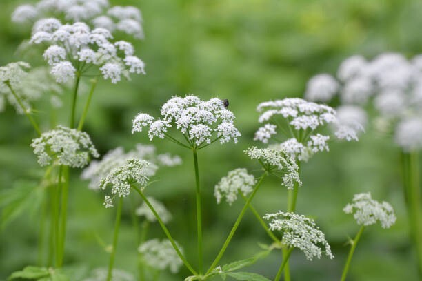1000 BISHOP’S FLOWER SEEDS | 2026 SALE FREE SHIPPING NON GMO HEIRLOOM
