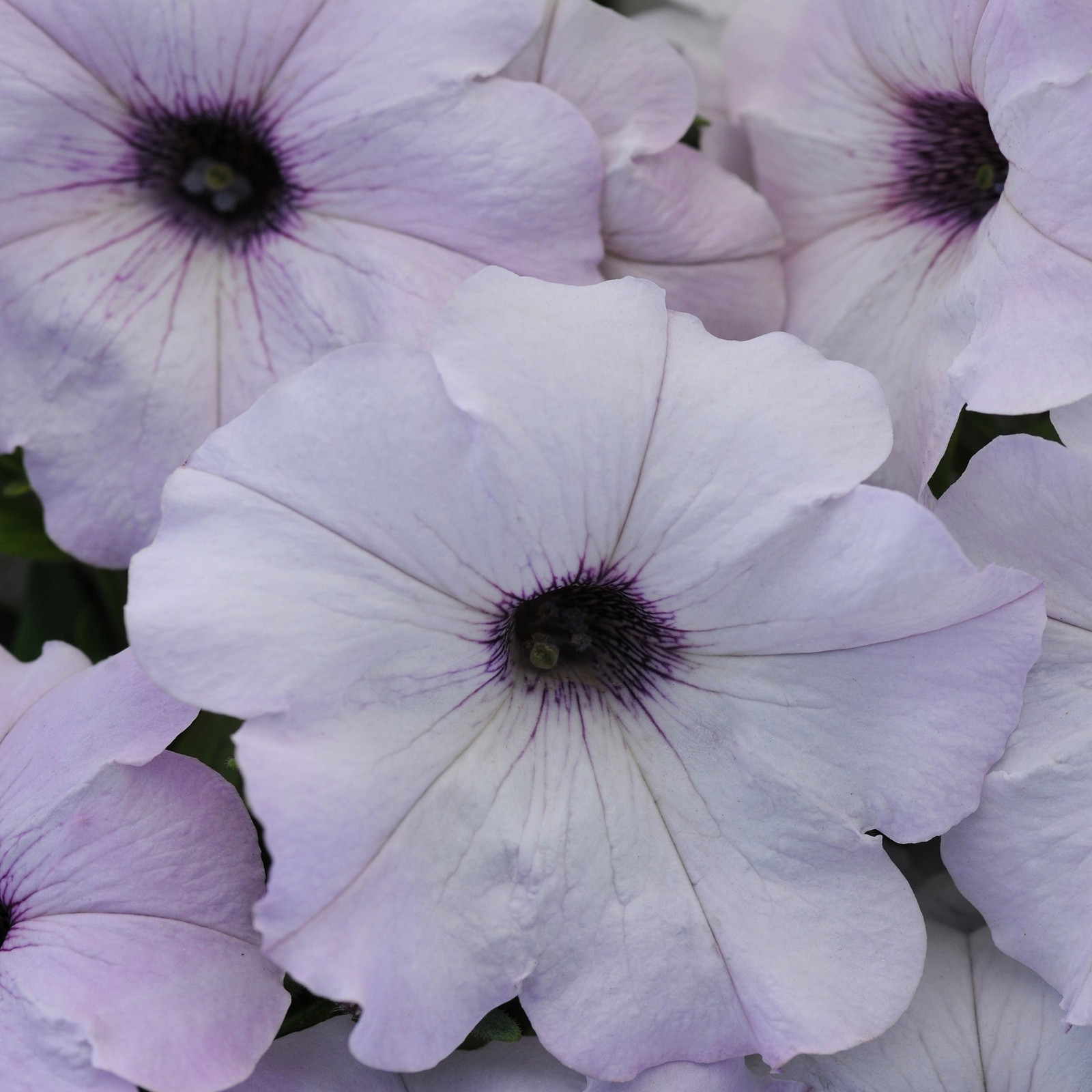 15 Seeds Silver Easy Wave Petunia Flower Seeds For Hanging Baskets & More