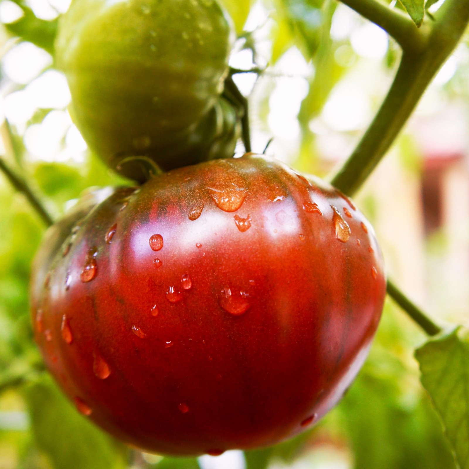 Purely Organic Tomato Seeds Cherokee Purple Approx 75 Seeds Certified Organ…