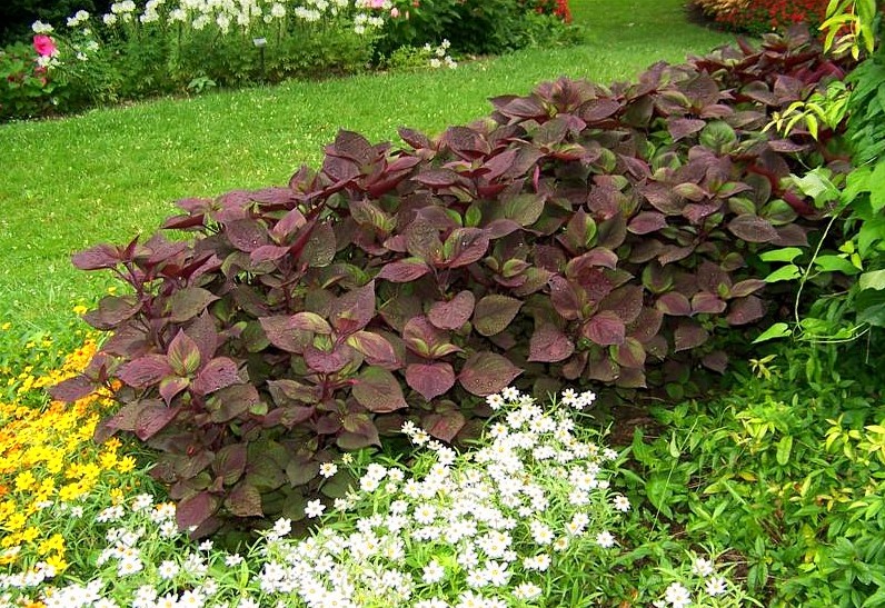 Perilla Frutescens 500 Seeds, Edible Shiso Beefsteak Herb, Vegetable Garden