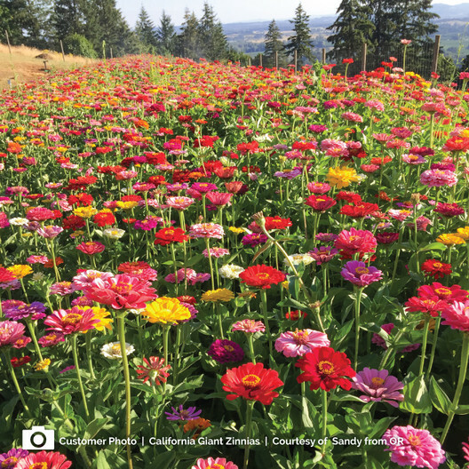Zinnia CALIFORNIA GIANTS Multi-Colored Pollinators BEST SELLER Non-GMO 100 seeds
