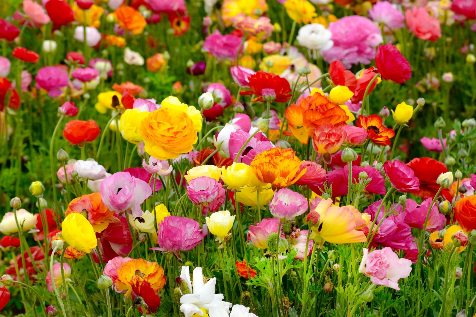 5 Mixed Ranunculus Bulbs (Claws) Zone 8-10