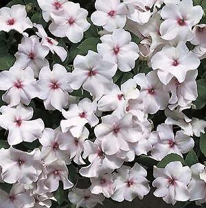 Impatiens Accent Bright Eye Premium 500 seeds