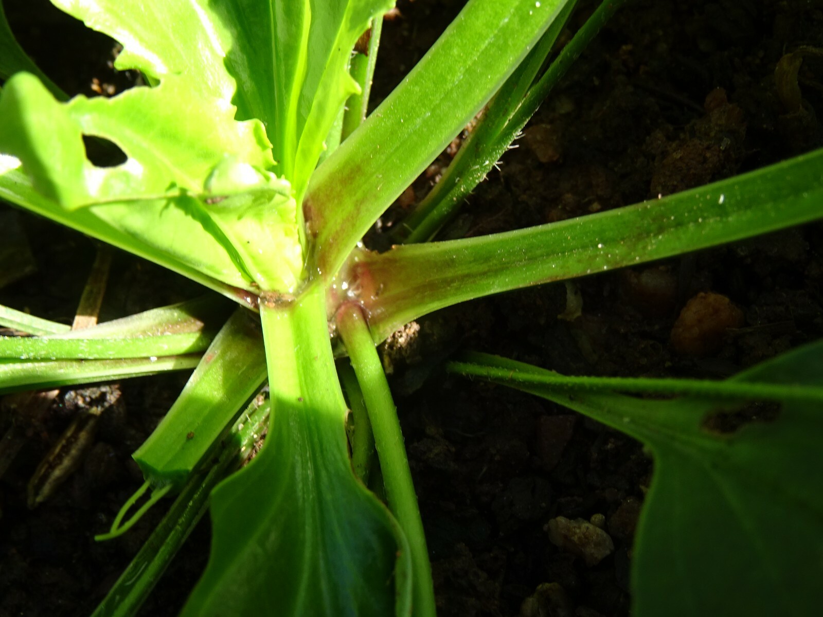 American plantain Plantago rugelii Native Perennial Wildflower 200 seeds Edible