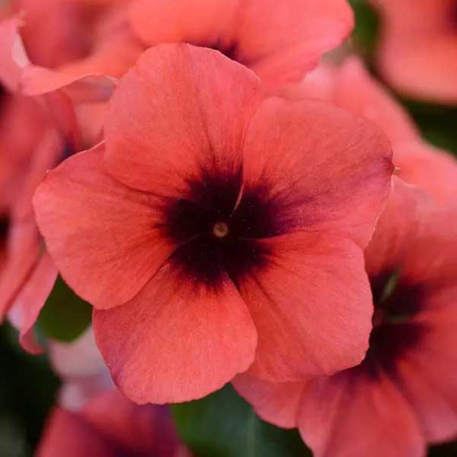 Periwinkle Tattoo Papaya – Vinca – Seeds – Drought-Heat Tolerant – Deer Resistan