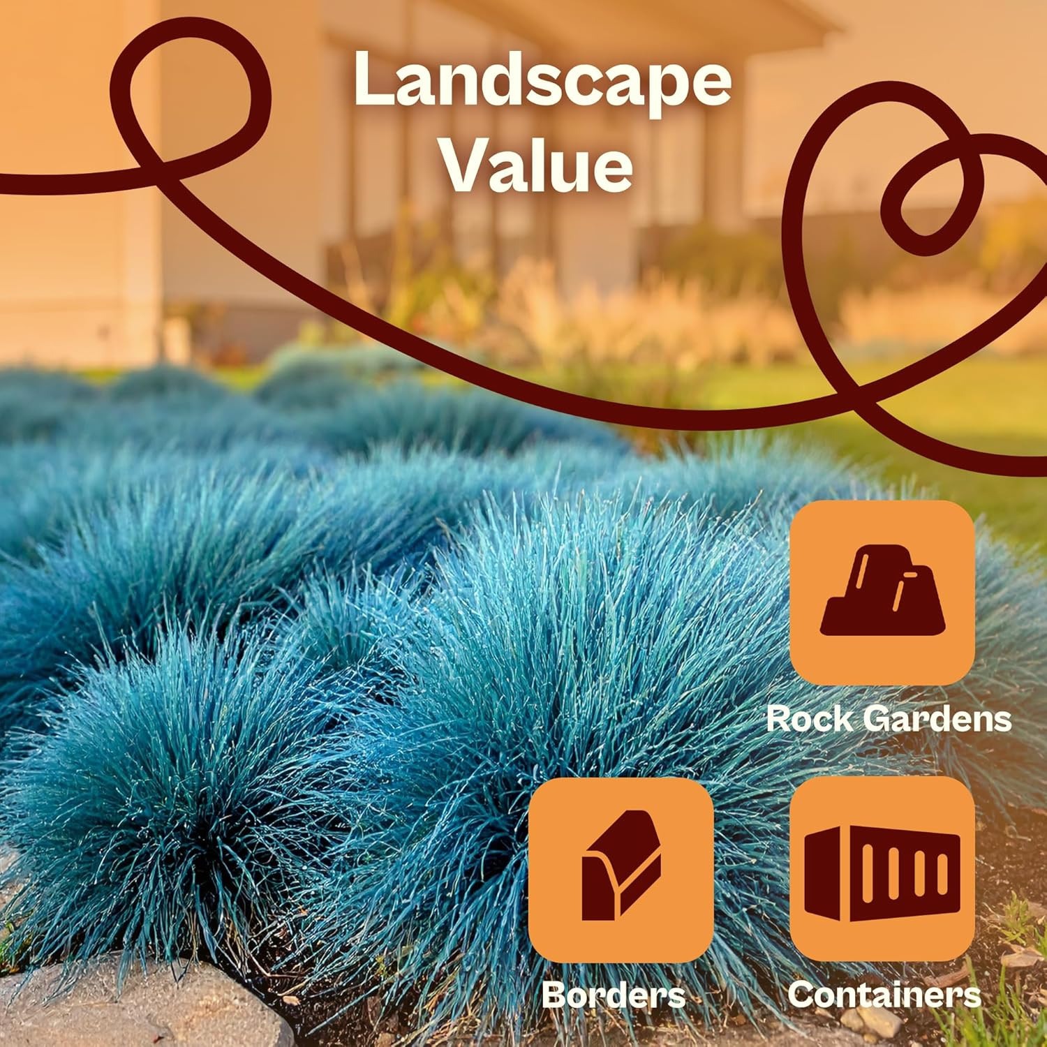 5000 Blue Fescue Seeds (Festuca glauca) – Ornamental Blue Fescue Grass Seed Pack