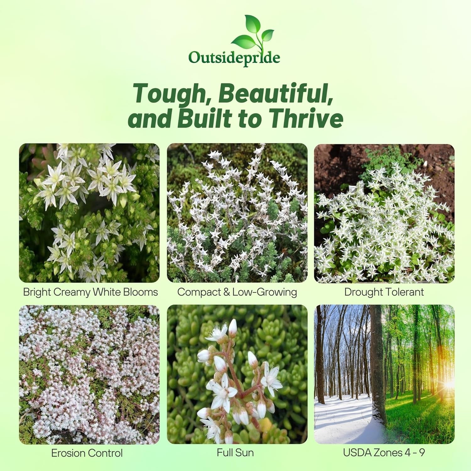 2000 Seeds Sedum Oktoberfest Drought Tolerant, Spreading, Ground Cover Plant