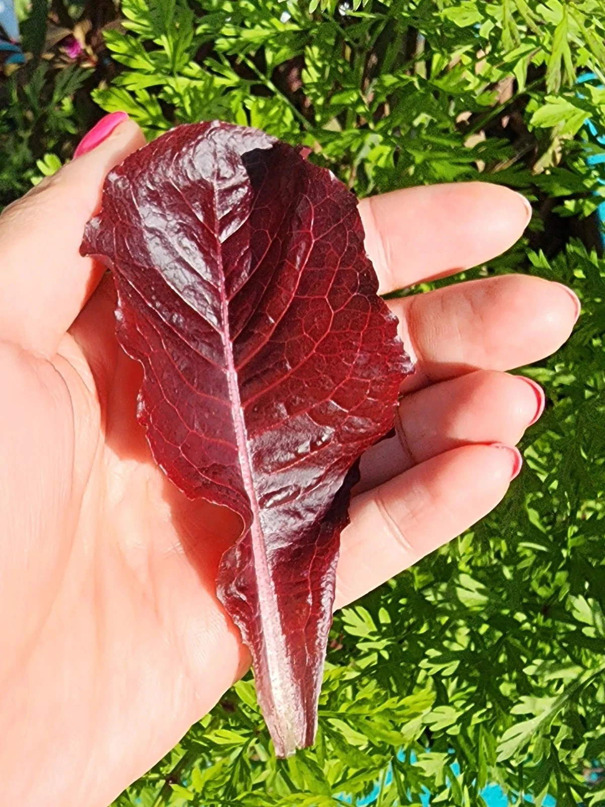 500+ Super Red Romaine Lettuce Seeds ————- RARE