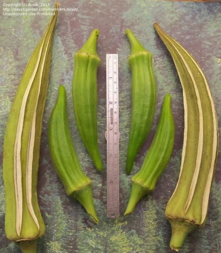 50+ LOUISIANA LONGHORN COWHORN OKRA SEEDS – Heirloom — NON GMO — FRESH