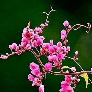 Rare Pink Coral Vine Chain of Love Seeds ~ Antigonon Leptopus ~ Heart Shaped