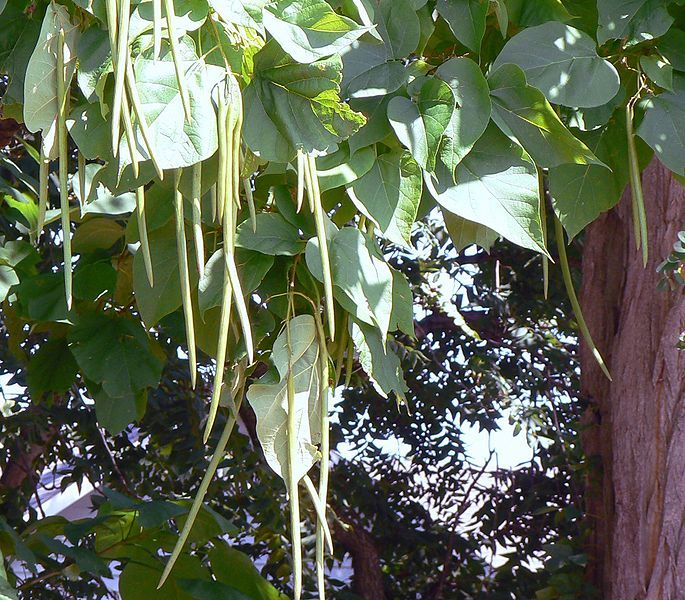 30 NORTHERN CATALPA SEEDS – Catalpa speciosa
