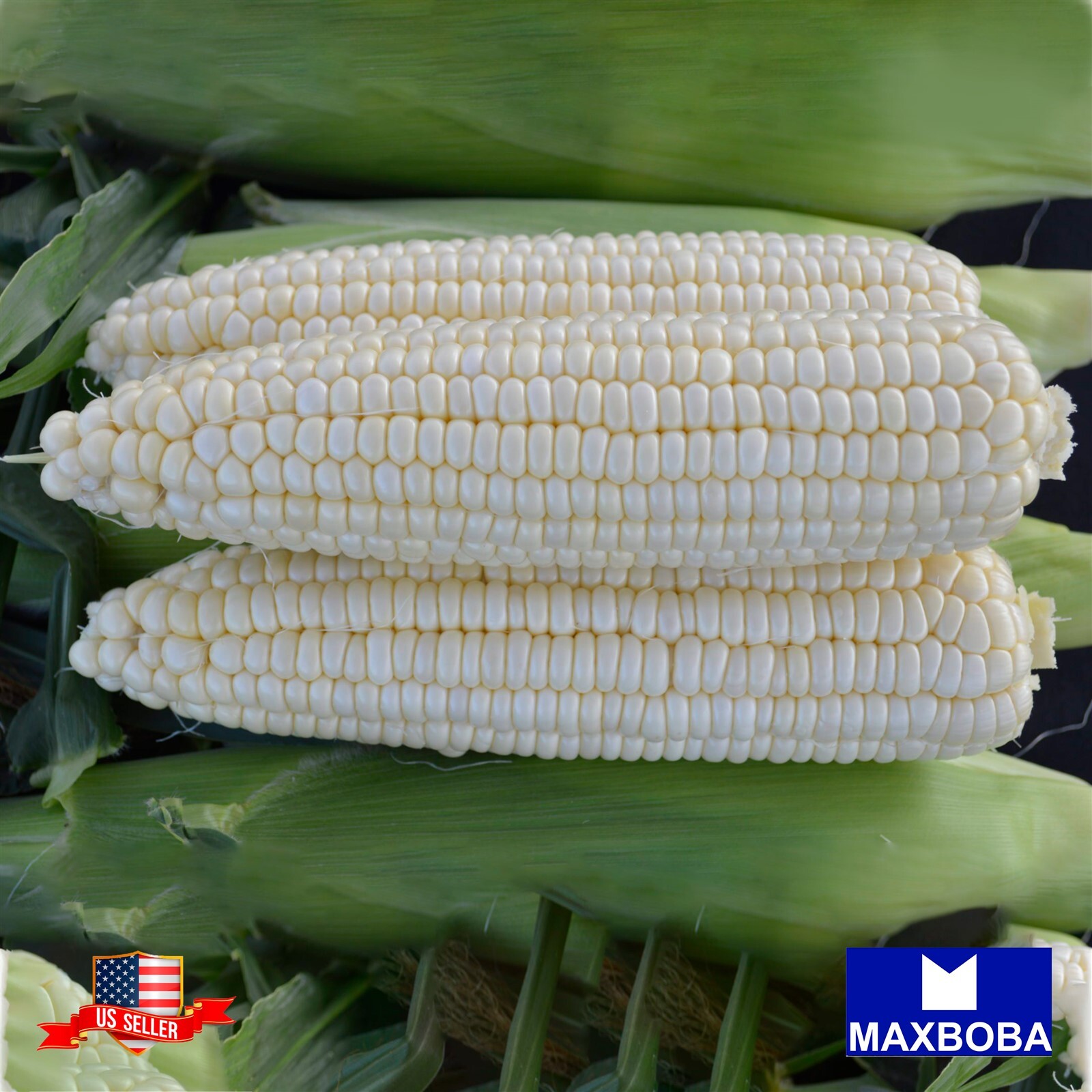 Corn Seeds – Truckers Favorite White Non-GMO / Heirloom / Vegetable Garden Fresh