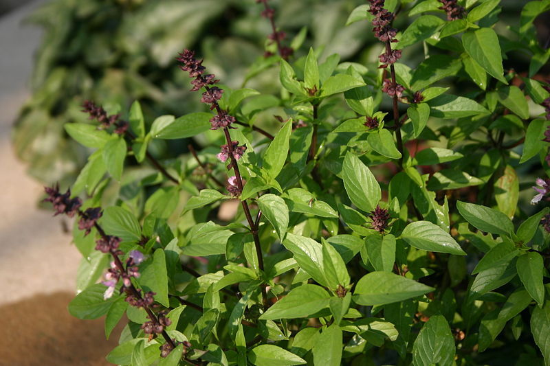 Basil Seeds Thai Basil Herb Seed Spicy Basil 2,000 Seeds