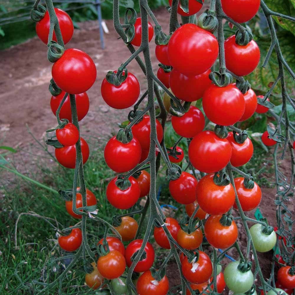 Sweet Aperitif Tomato 10pk ORGANIC VARIETY
