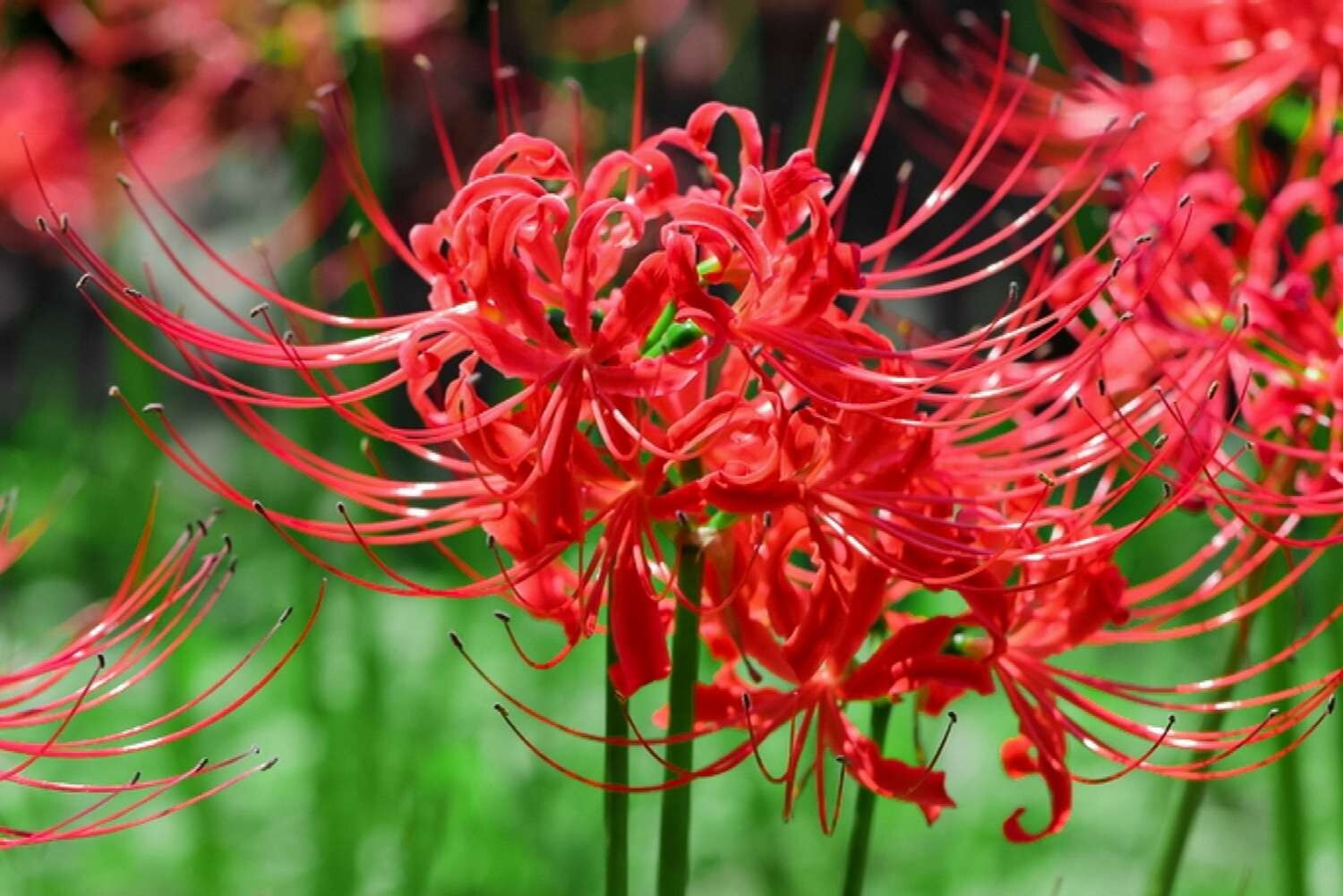 1 – RADIATA LYCORIS Red Spider Lily Live Flower Bulb – PERENNIAL HEIRLOOM