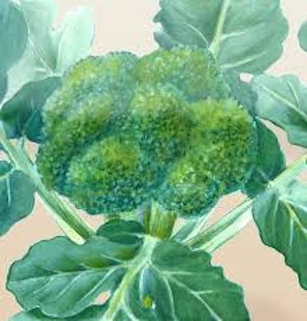 600++ GREEN SPROUTING CALABRESE BROCCOLI SEEDS ,ORGANIC NON – GMO, 2025 Season