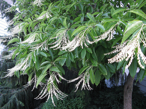 Lily of the Valley Tree, Oxydendrum arboreum, Seeds (Fragrant, Fall Color)