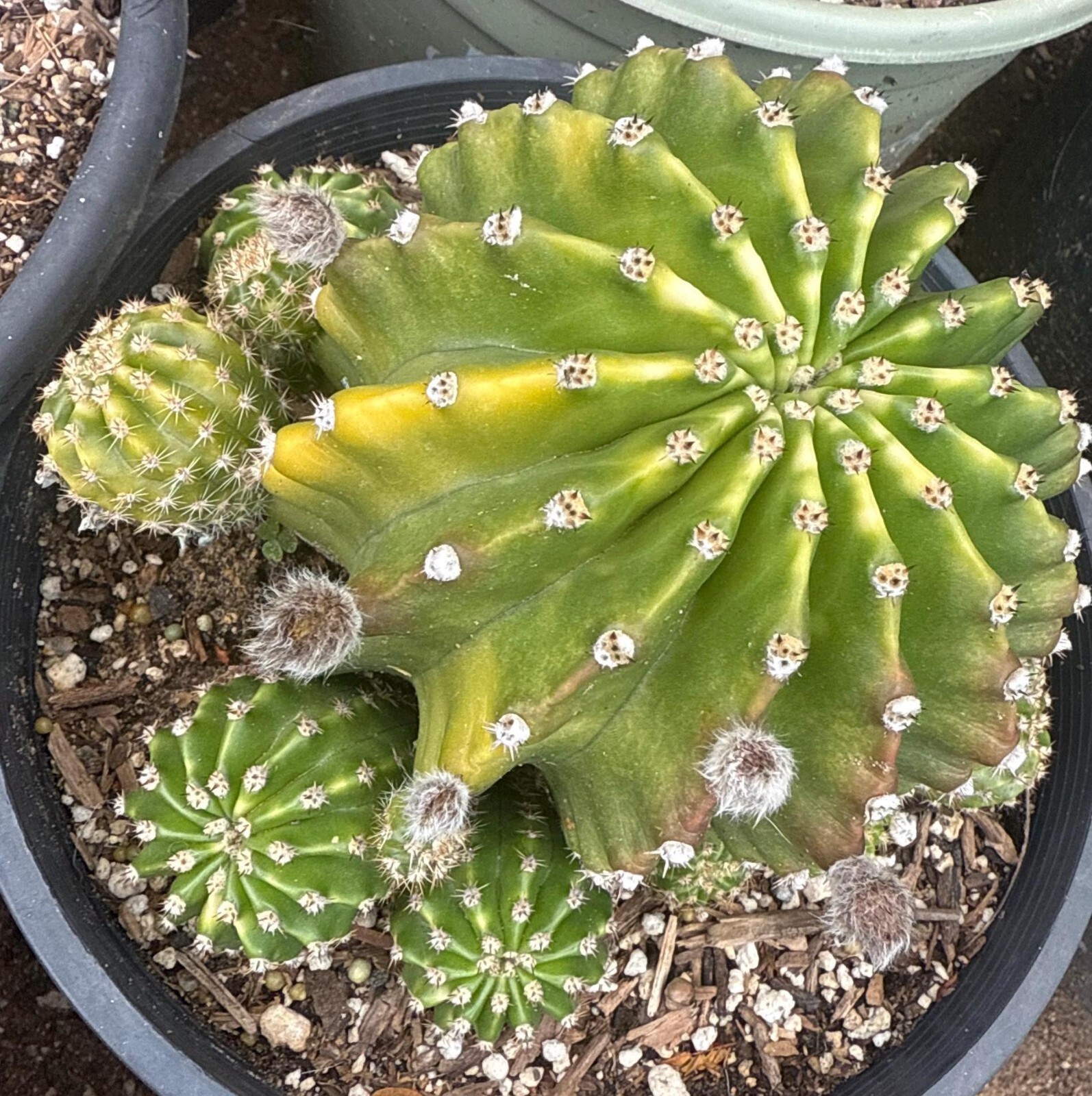 Echinopsis,CALOCHORA, T. Cereus,Plant,Blooming,Cactus,Succulent,Landscape