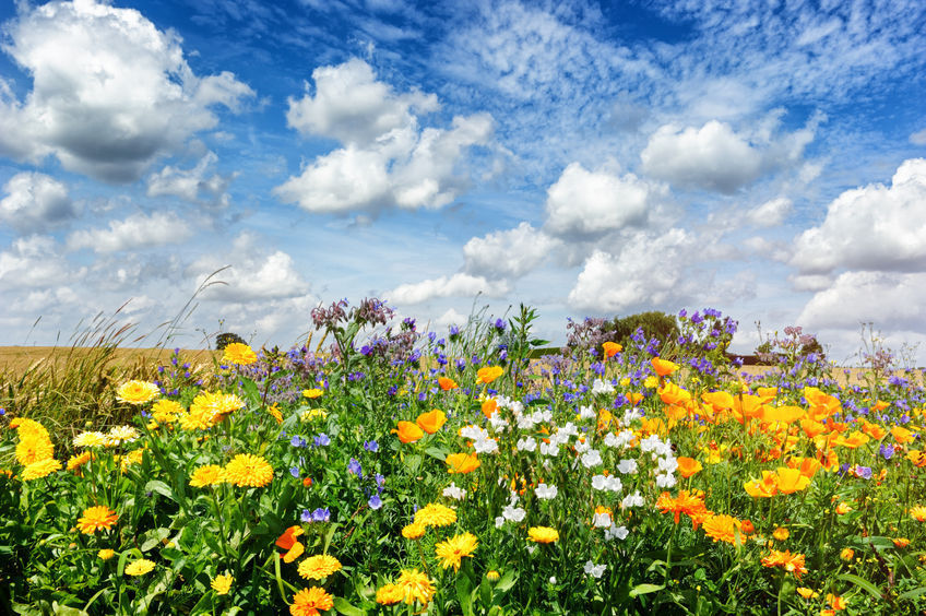 Serendipity’s Perennial Garden seed Mix Lots of Color! Bulk Seeds