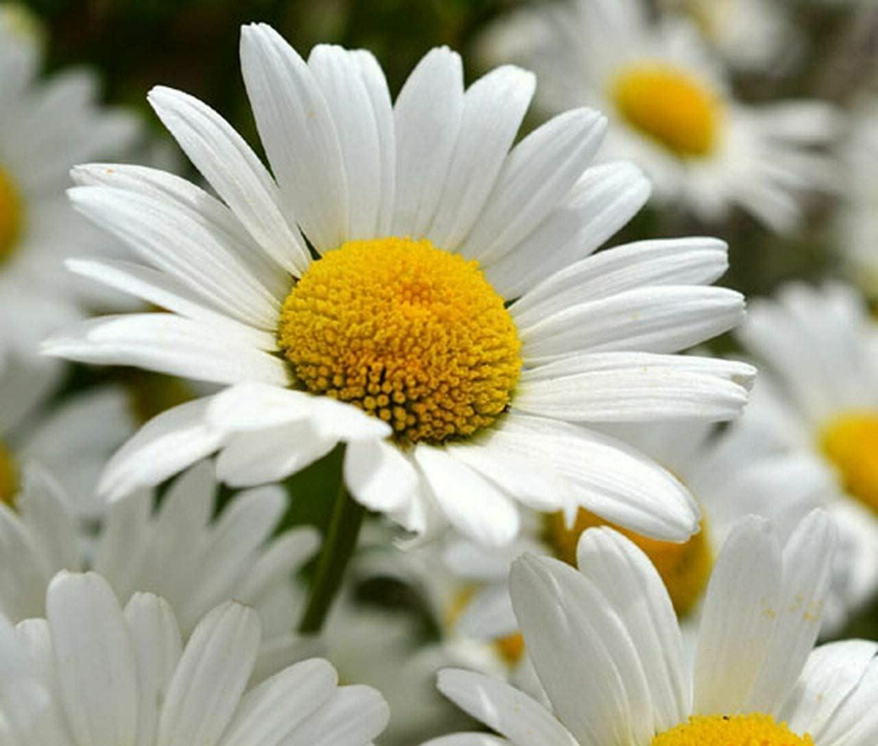 Daisy Seeds, Shasta Daisy Flower Seeds, “COOL BEANS N SPROUTS” Brand.