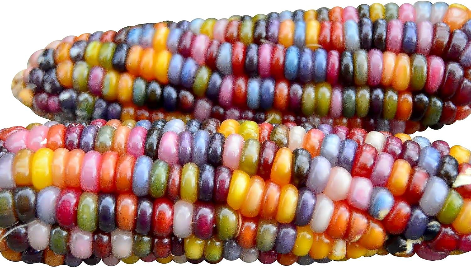 100 Glass Gem Corn Non-Gmo Popcorn Delicious Jewel-Toned Glass-Like Kernels Gro