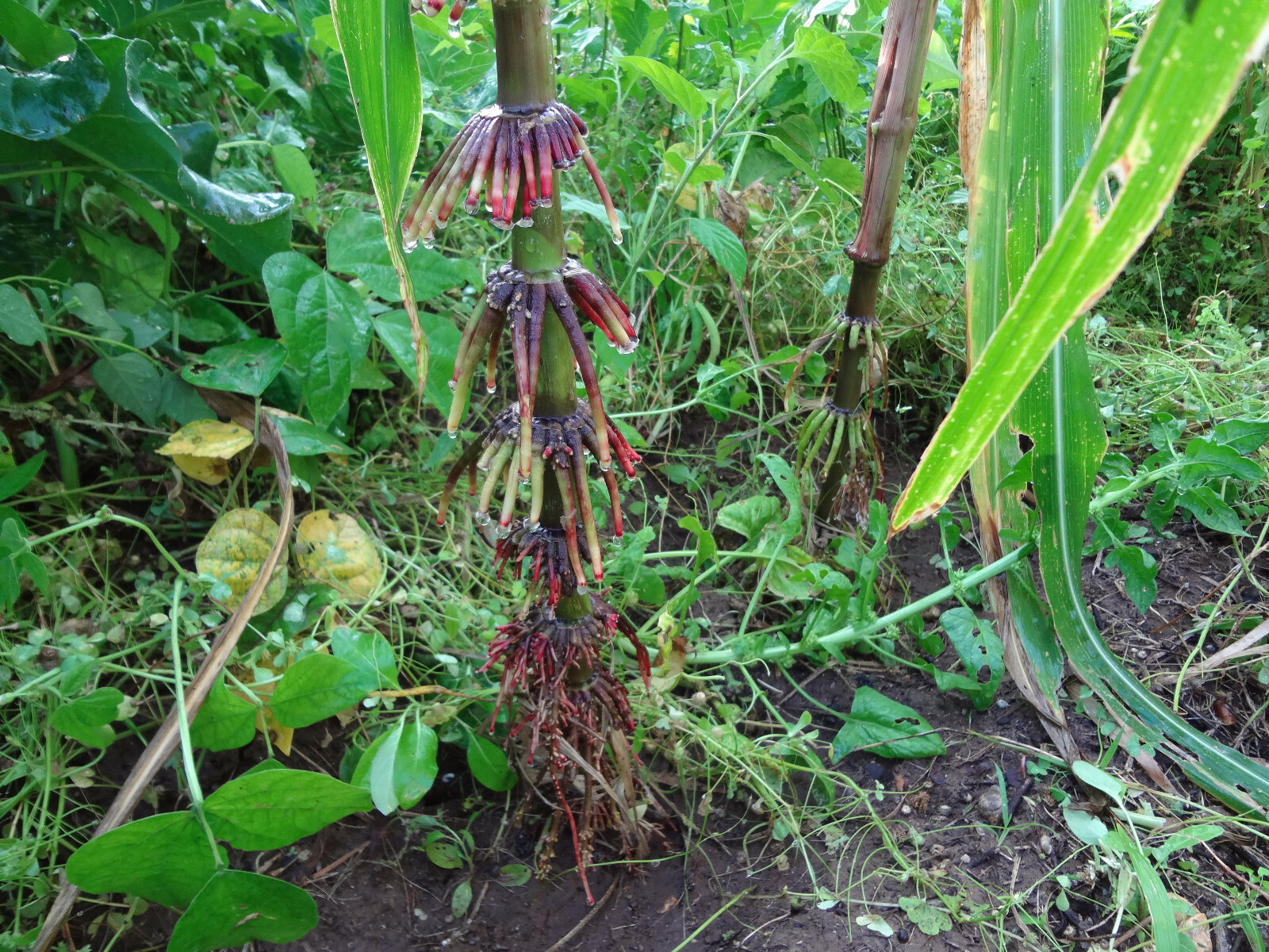 Blue N-Efficiency Nitrogen-Fixing Corn 25+ SEEDS + FREE Teosinte Seeds