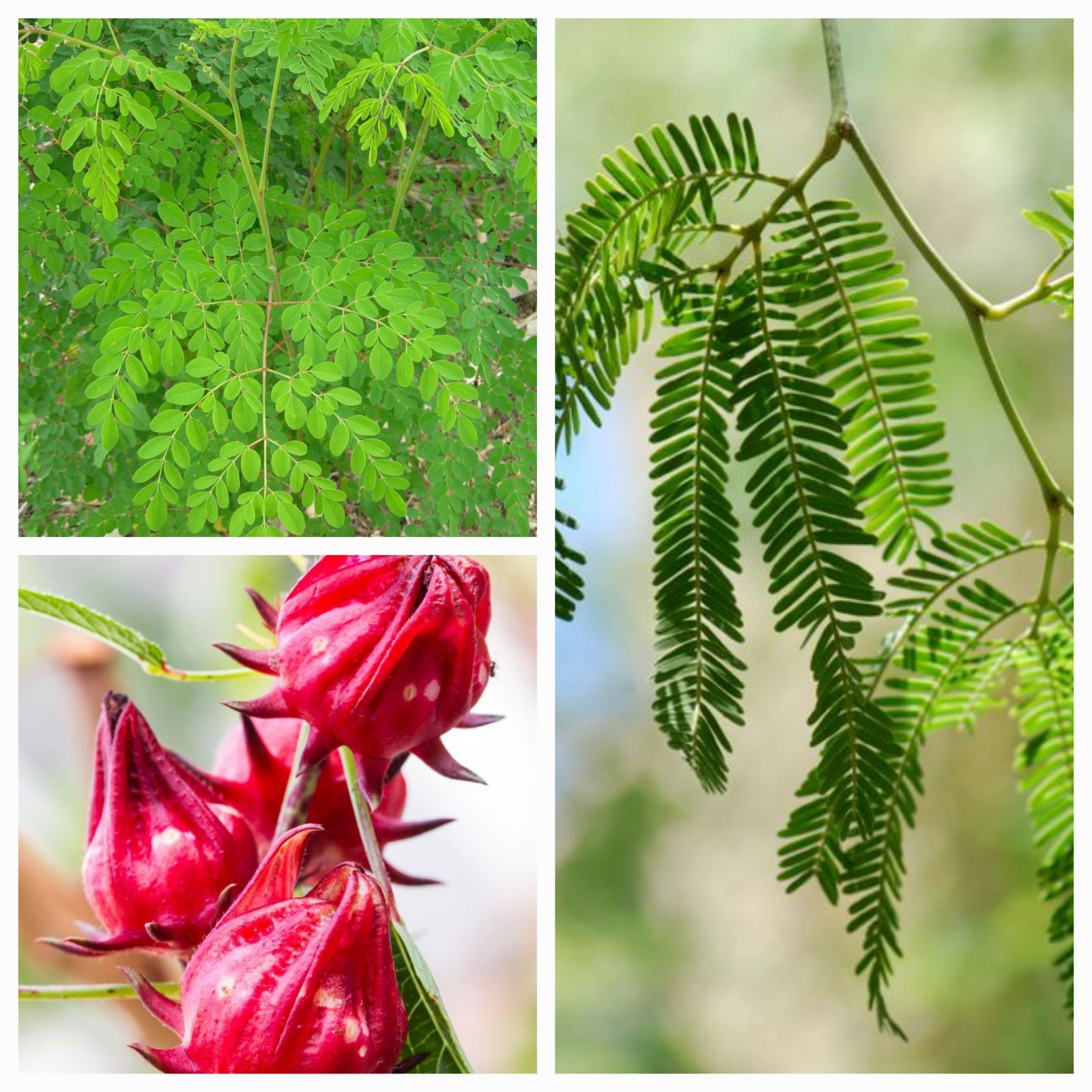 Drought Tolerant Plants Seed Combo, Moringa, Jamaica, Mesquite Seed Combo