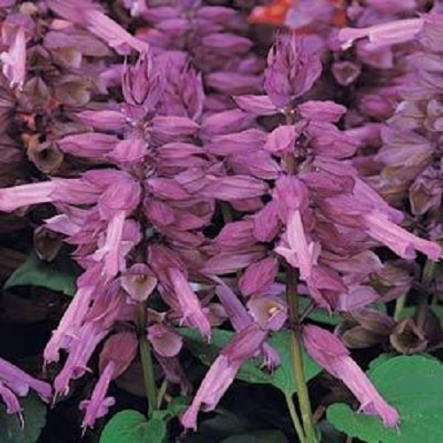 50 Salvia Seeds Vista Lavender FLOWER SEEDS Garden Starts Nursery