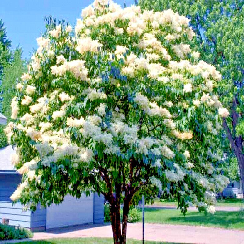 Japanese White Lilac Tree Seeds Flower Plant Cold Hardy Butterflies Hummingbirds