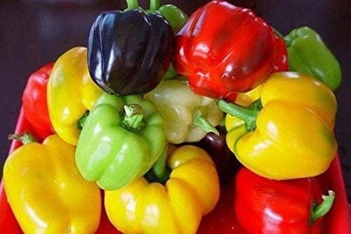 Mini Bells Mix Bell Pepper Seeds (25+ Seeds)(More Heirloom, Organic, Non GMO, Ve