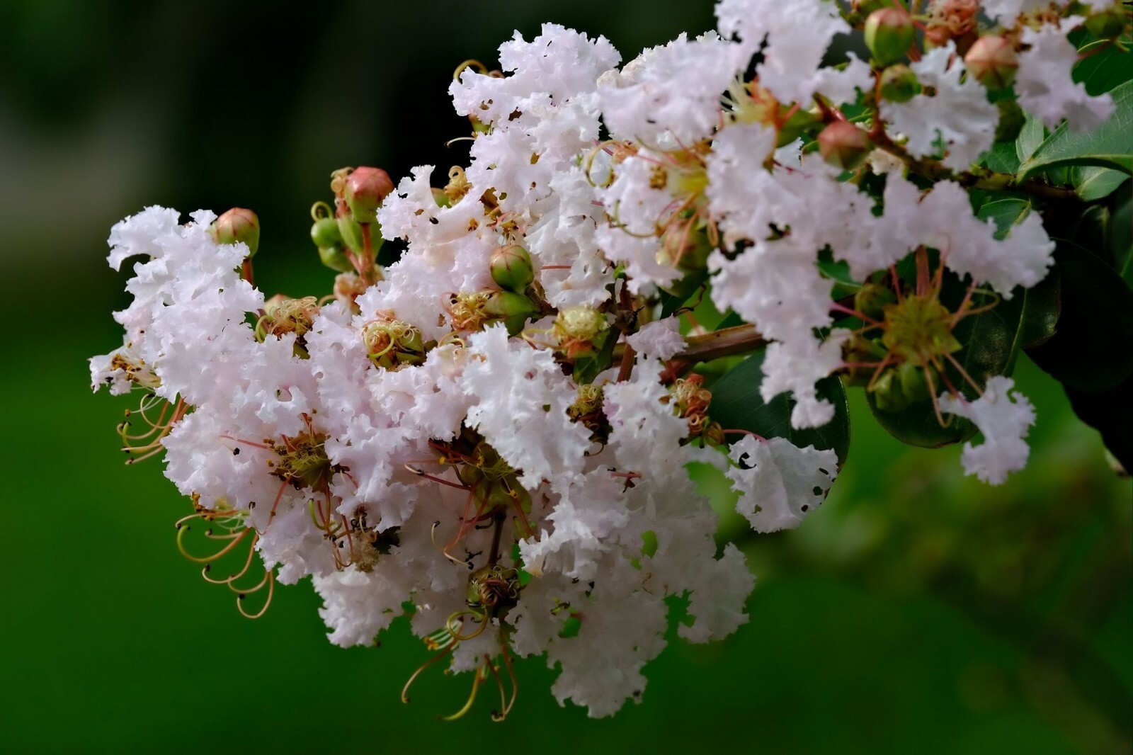 Lagerstroemia indica Tree Seeds purple Flower Standard Or Bonsai Crape Myrtle