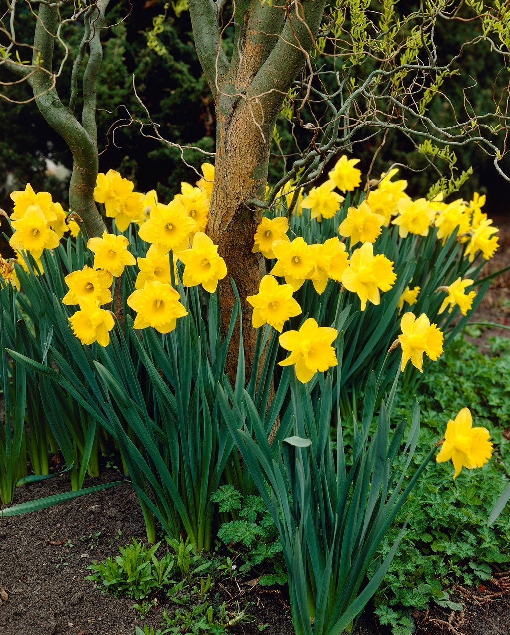 Yellow Dutch Master Daffodil Bulbs Lot Of 25 Ready To Grow Flowers